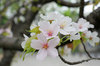 20170417sakura2.jpg