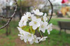 20170417sakura3.jpg
