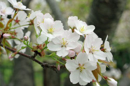 20170420sakura.jpg