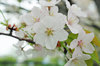 20170420sakura2.jpg