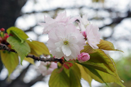 20170426narayae1.jpg