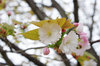 20170426narayae2.jpg