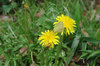 20170428butterfly1.jpg