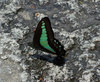 20170428butterfly2.jpg