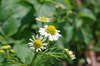 20170428chamomile.jpg