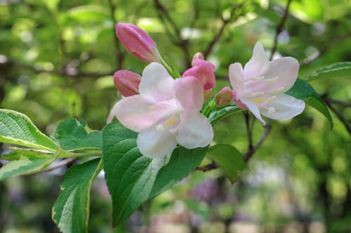 20170428utugi.jpg