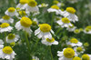20170508chamomile.jpg