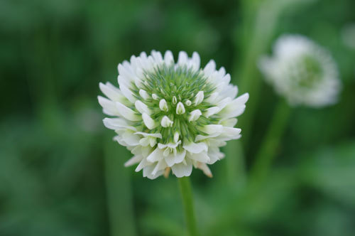 20170508clover.jpg