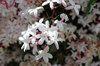 20170508jasmine.jpg