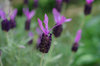20170508lavender.jpg
