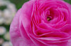 20170510ranunculus.jpg