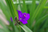 20170516oomurasaki.jpg