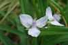 20170516oomurasaki_w.jpg
