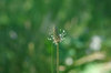 20170518zasso.jpg