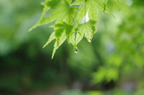 20170525momiji.jpg