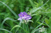 20170608oomurasaki.jpg