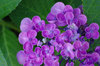 20170619ajisai2.jpg