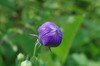 20170626kikyo.jpg