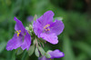 20170627oomurasaki.jpg
