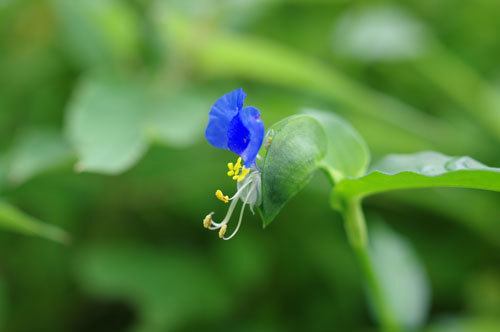 20170728tuyukusa1.jpg