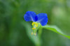 20170728tuyukusa2.jpg