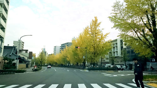 20171111ginkgo.jpg