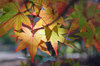 20171121momiji.jpg