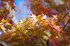 20171121momiji2.jpg