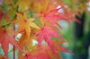 20171122momiji.jpg