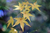 20171128momiji.jpg