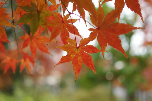 20171129momiji.jpg