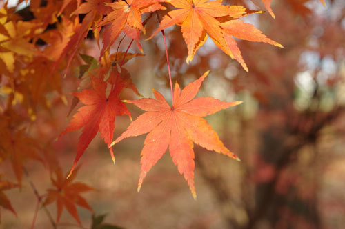 20171130momiji1.jpg