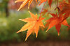 20171130momiji2.jpg