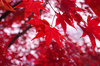 20171205momiji.jpg