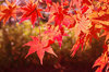 20171206momiji.jpg