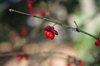 20171207seed.jpg