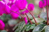 20171208cyclamen.jpg