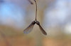 20171213seed.jpg