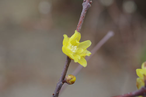 20180119robai.jpg