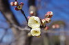 20180207hakubai.jpg