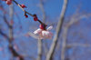 20180223sidareume.jpg