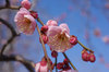 20180226sidareume.jpg