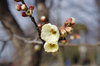 20180228hakubai.jpg