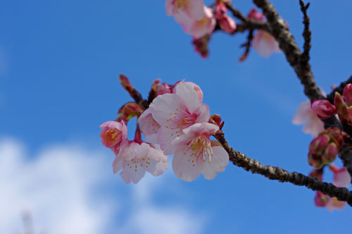 20180302kanzakura.jpg