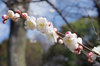 20180302ume.jpg