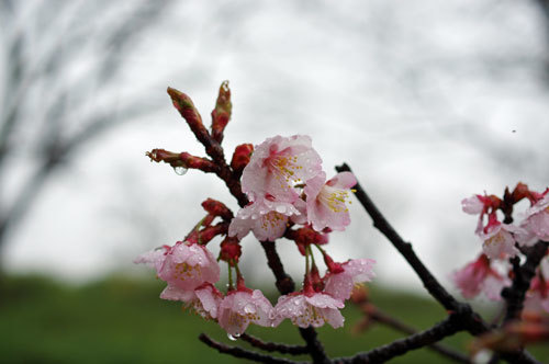 20180305kanzakura.jpg