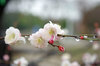 20180305ume.jpg