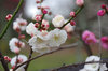 20180308kohaku1.jpg