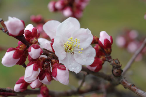 20180308ume.jpg