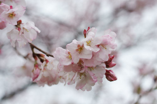 20180316kohiganzakura.jpg
